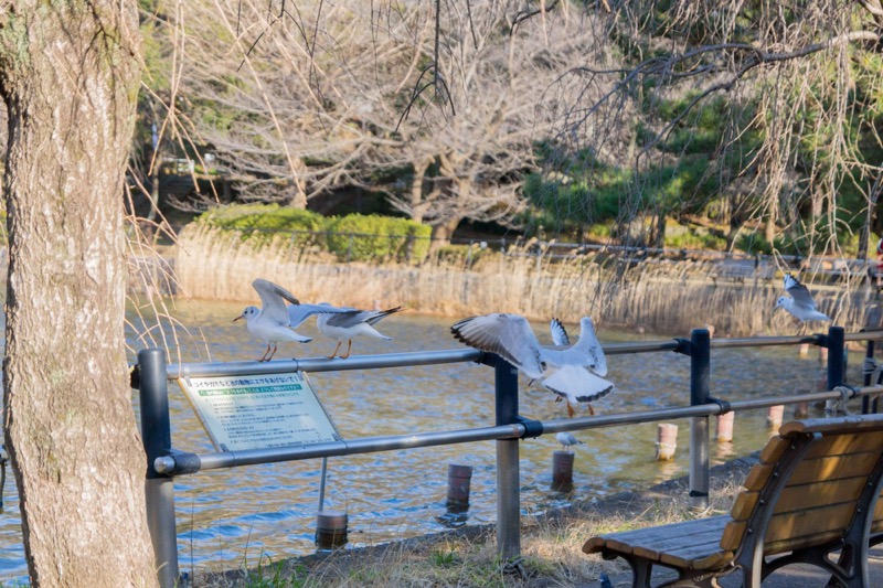 千葉公園 野鳥　ゆりかもめ　かわいい